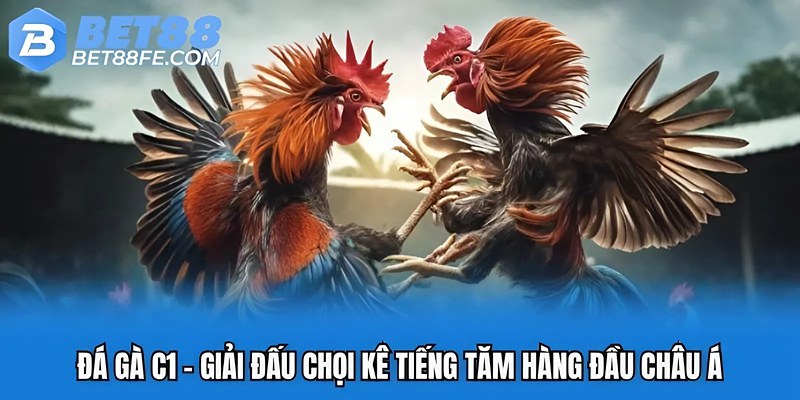 Đá gà C1